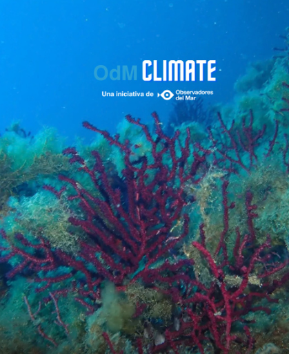 Observadores del Mar Monitoring Dive